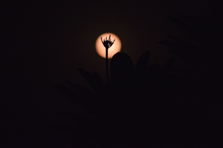 moonlit