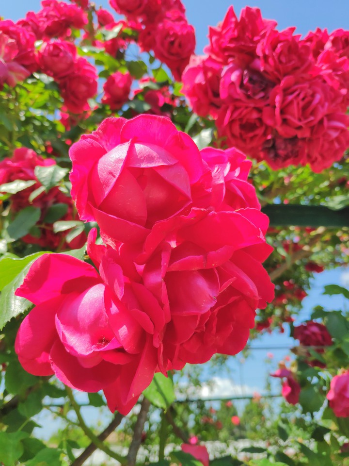 Garden rose