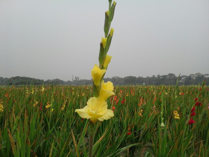 flower