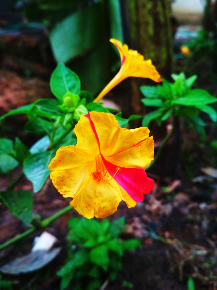 Flower