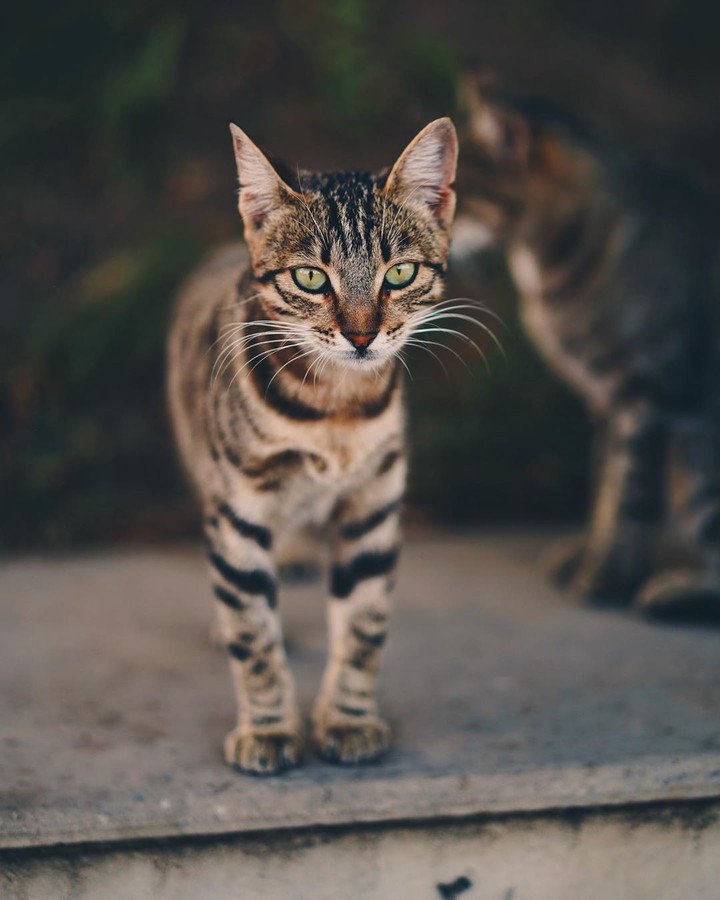 cats