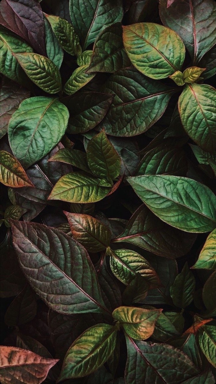 A beautiful leaves <3