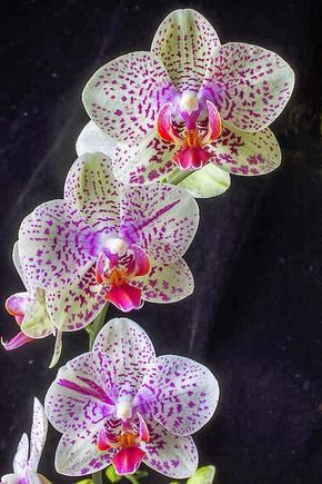 Nice orquídeas.