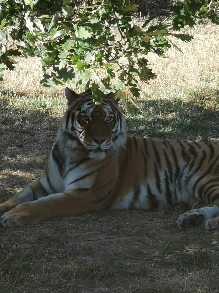 La dur vie d'un gros chat ?
