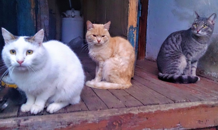 котики