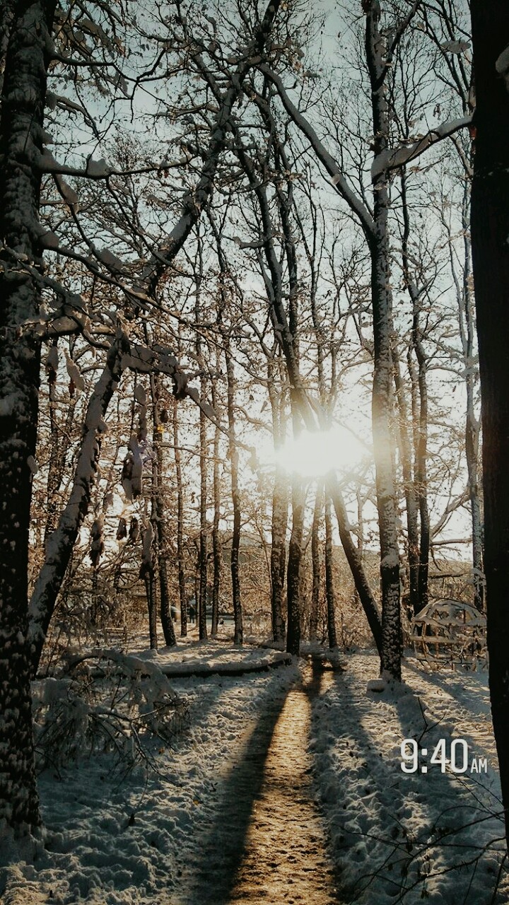 into the woods 