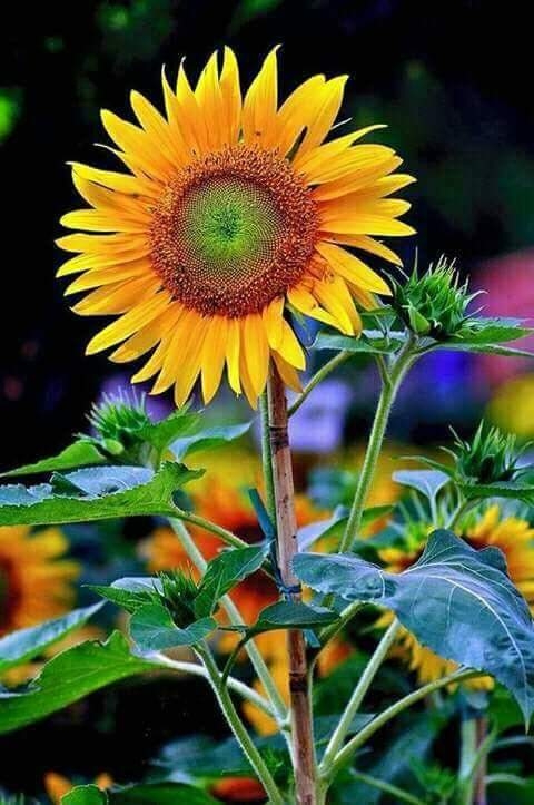 flower
