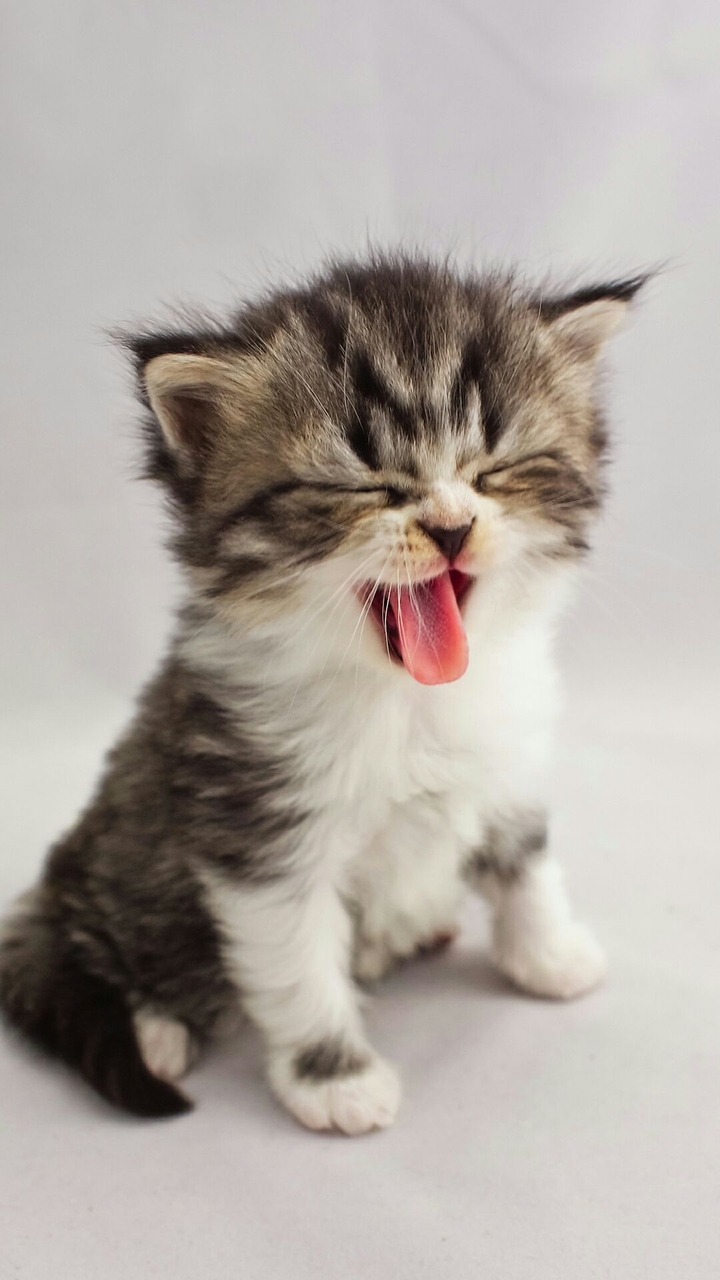gatito