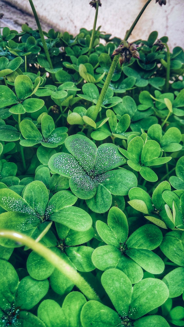 fleur