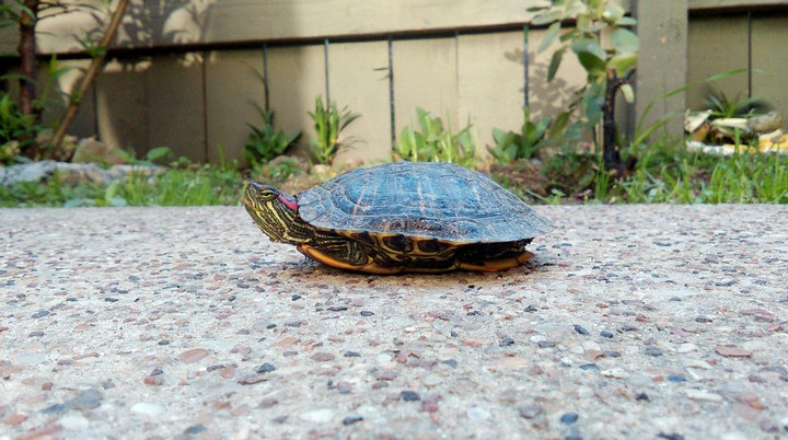 Turtle