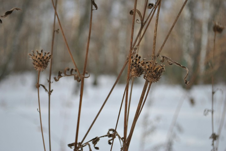 Dry twigs