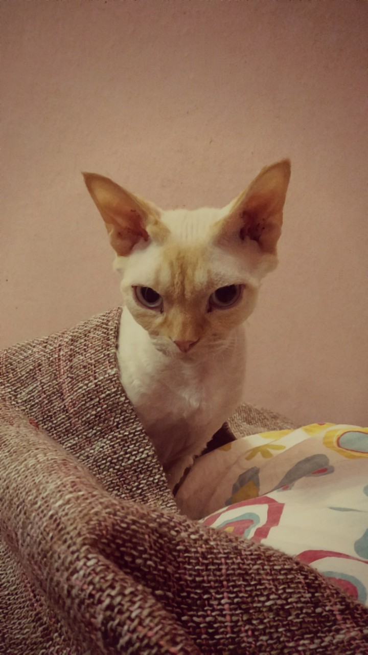 cat