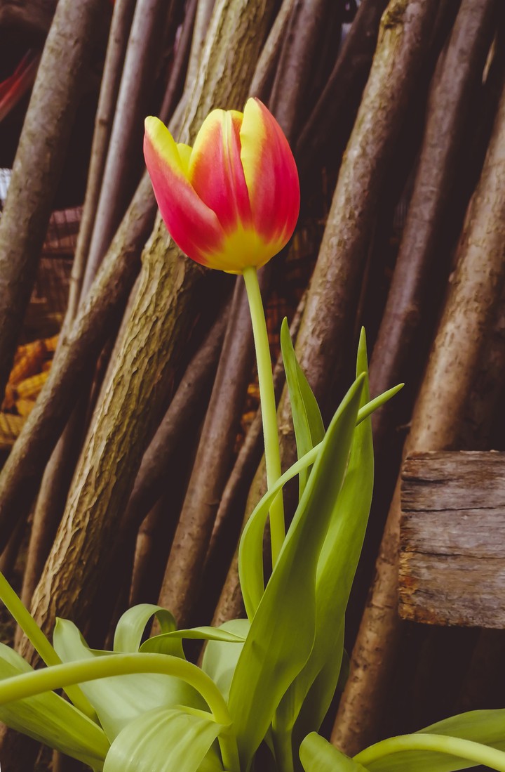 tulip