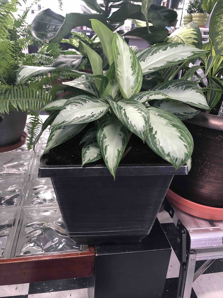 plateada