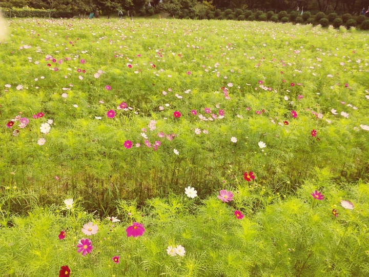 cosmos