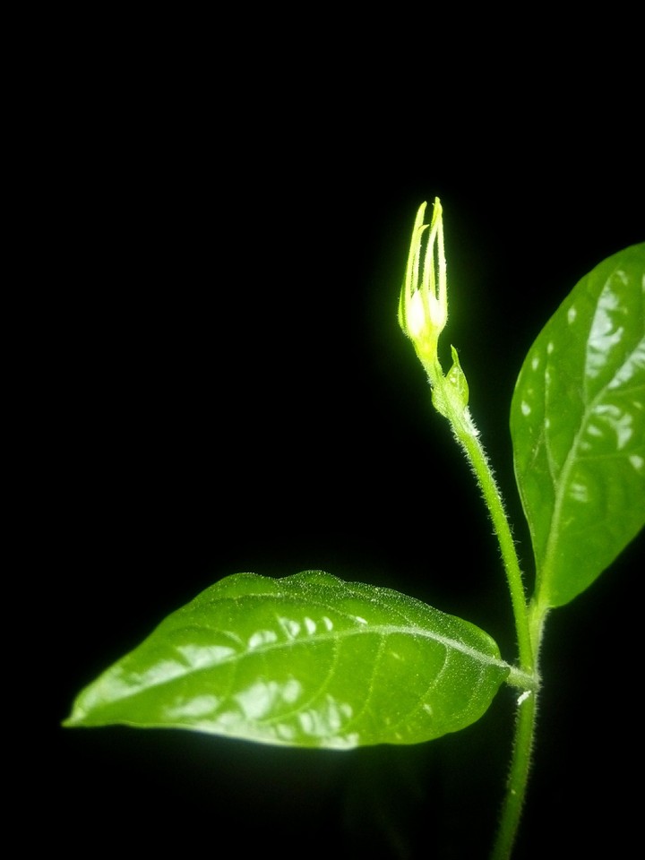 Plant