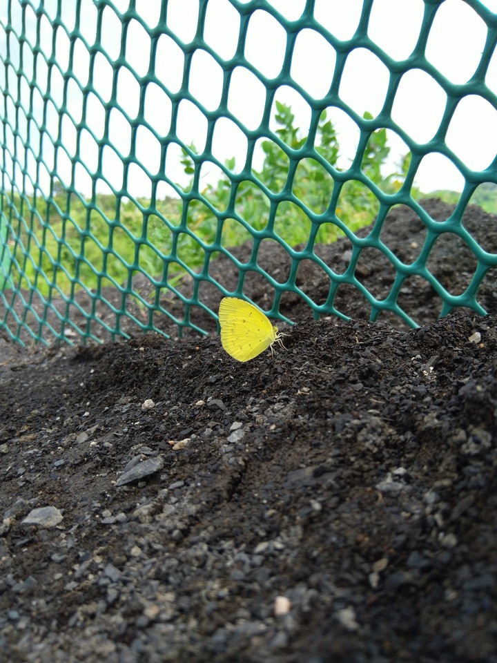 butterfly