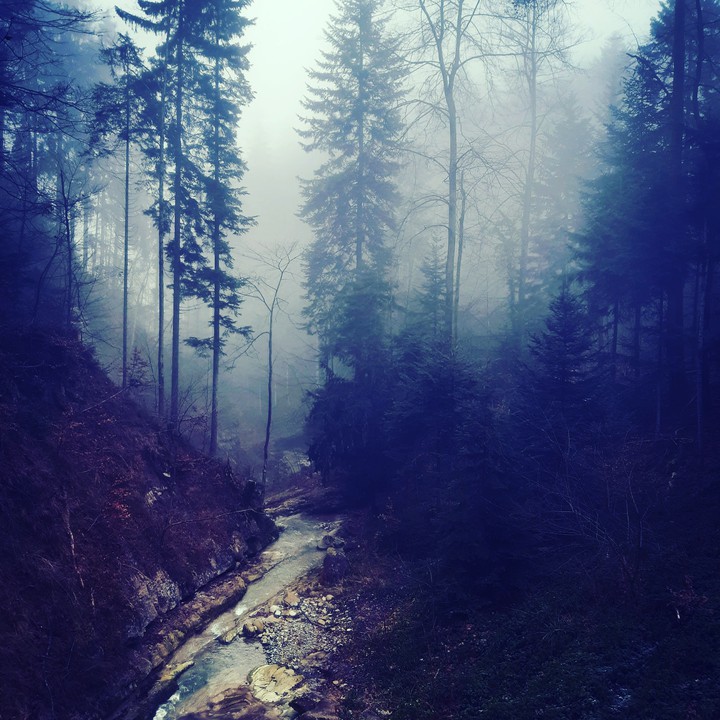 forest