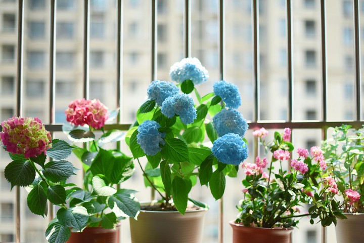 flowers