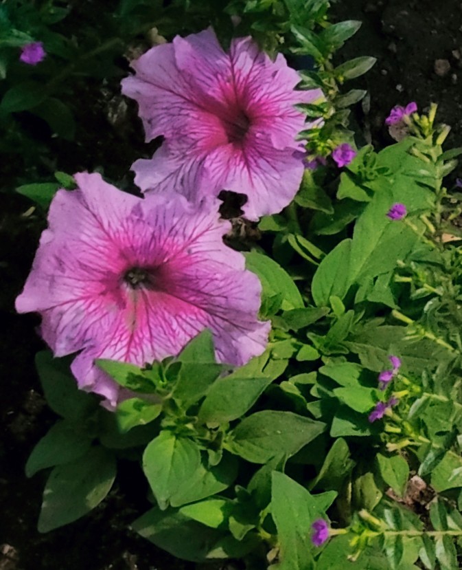 flowers