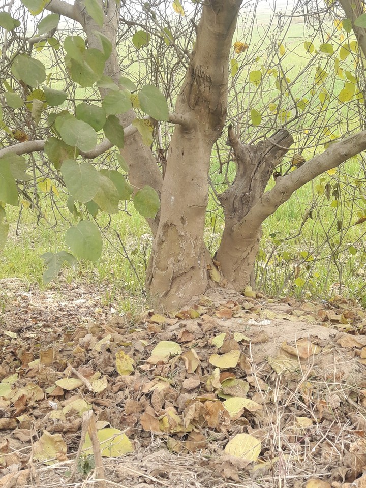 treeee