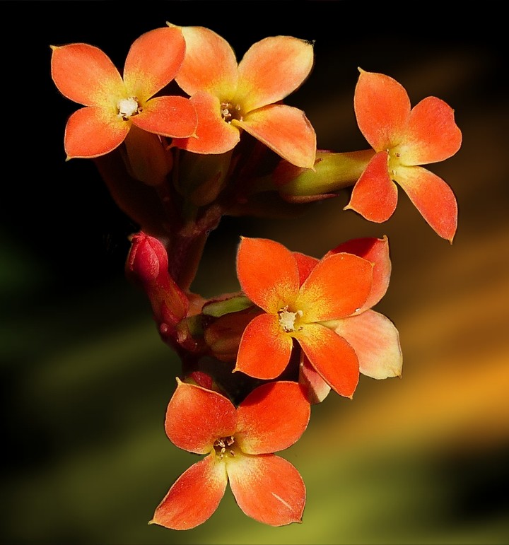 Kalanchoe