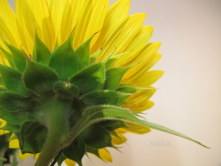 Sunflower   向日葵花