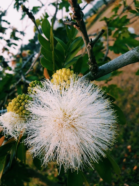 plant, crassocephalum Hintergrundbilder