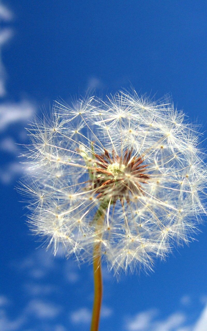 dandelion