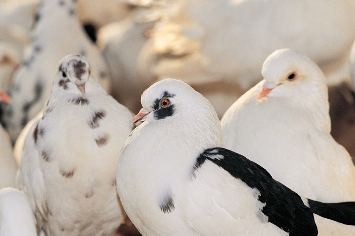 manu birds