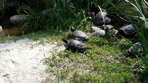 turtle