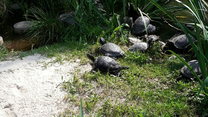 turtle