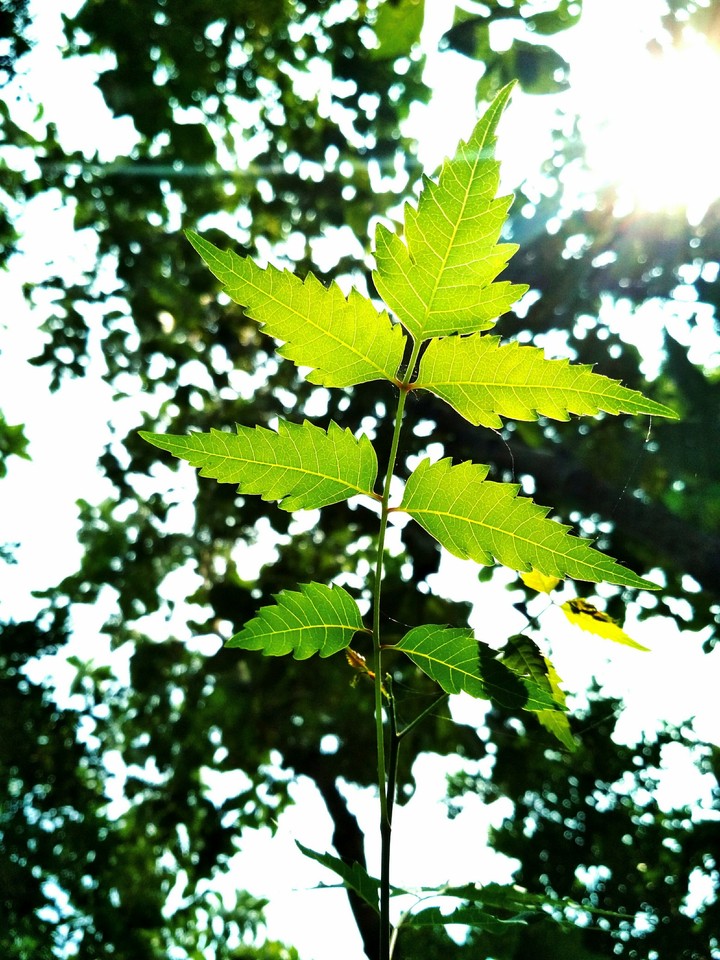 neemleaves