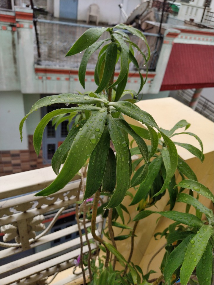 houseplants