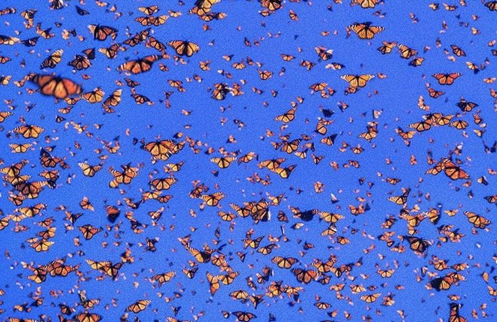 swarm