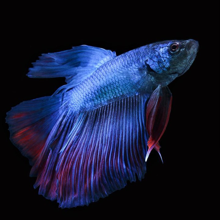 fish
