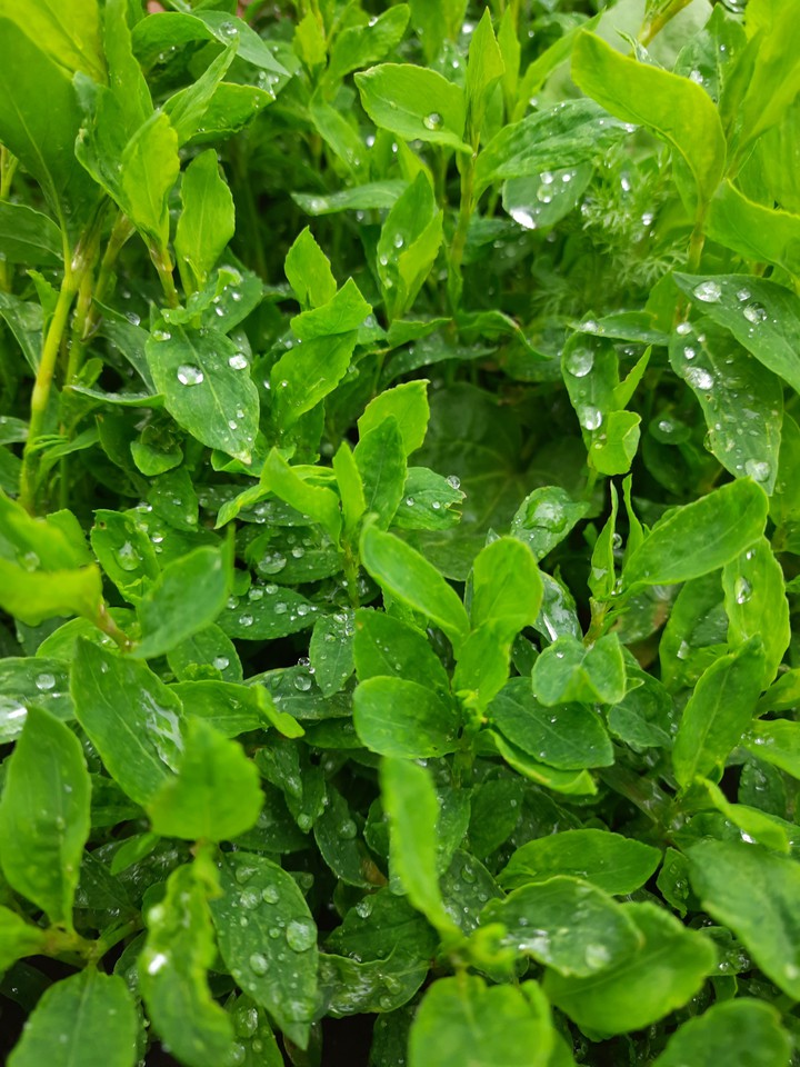 after rain