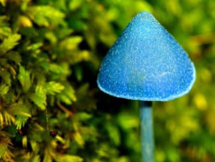 Mushroom