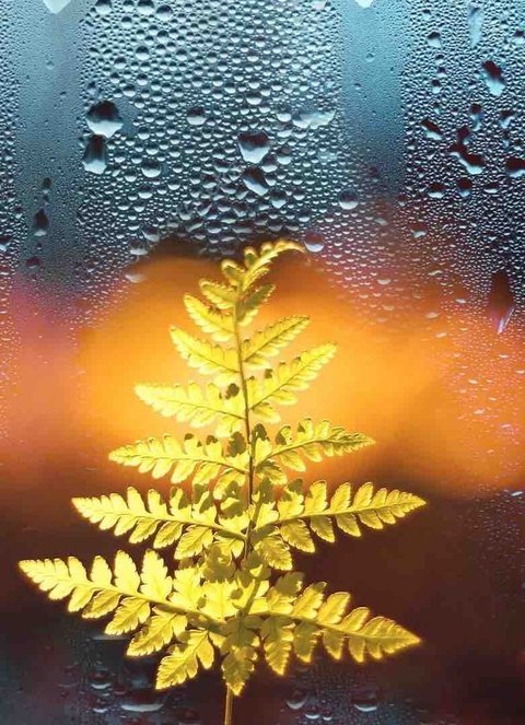 fern, Water háttérképek