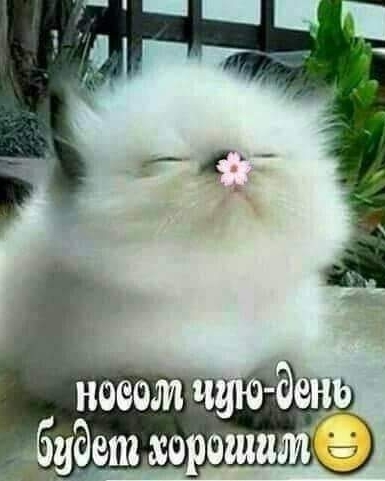 нос самый главный