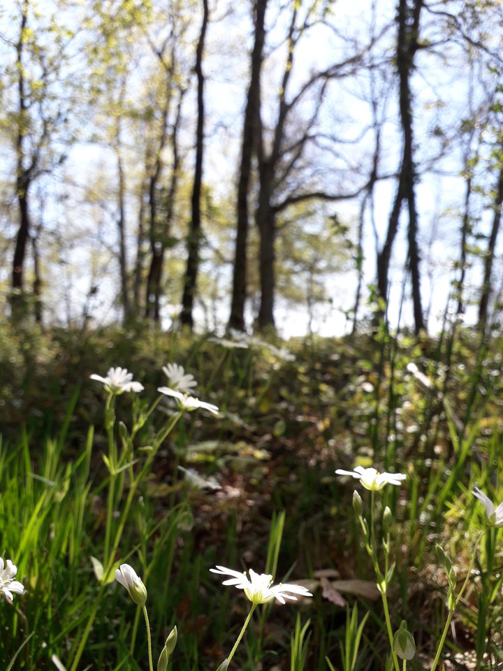 flowers