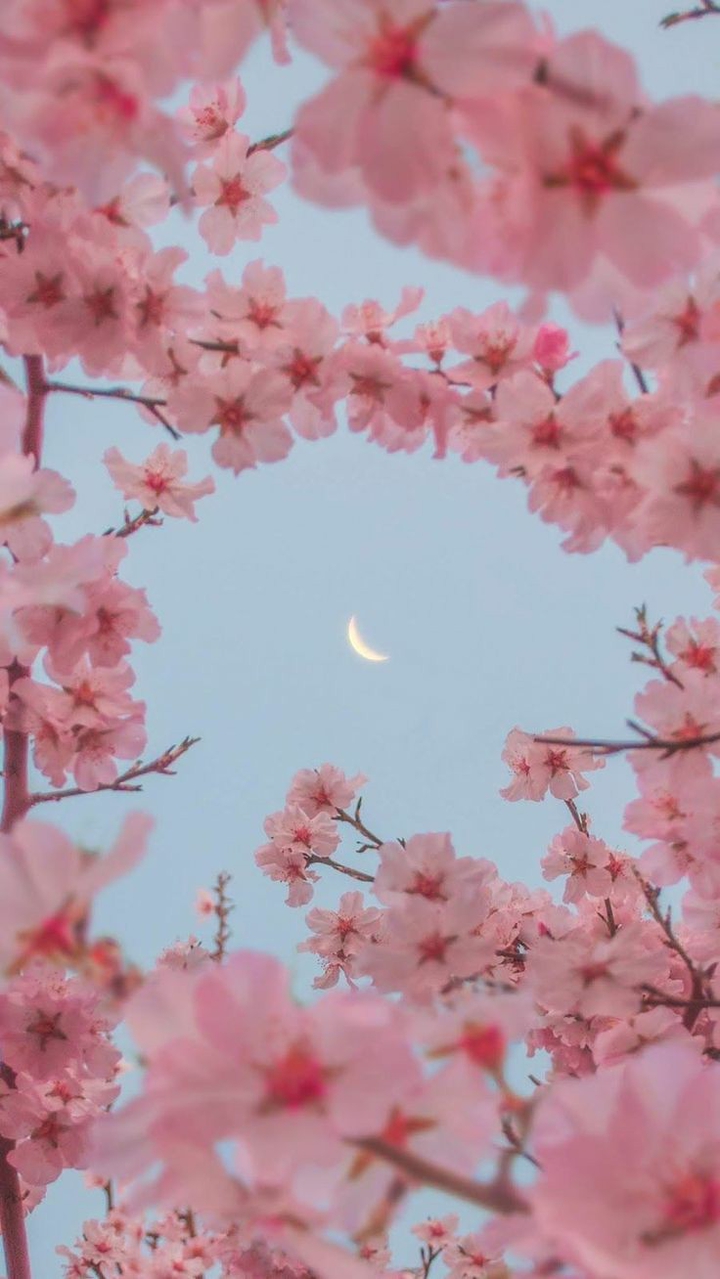 Moon & Flowers