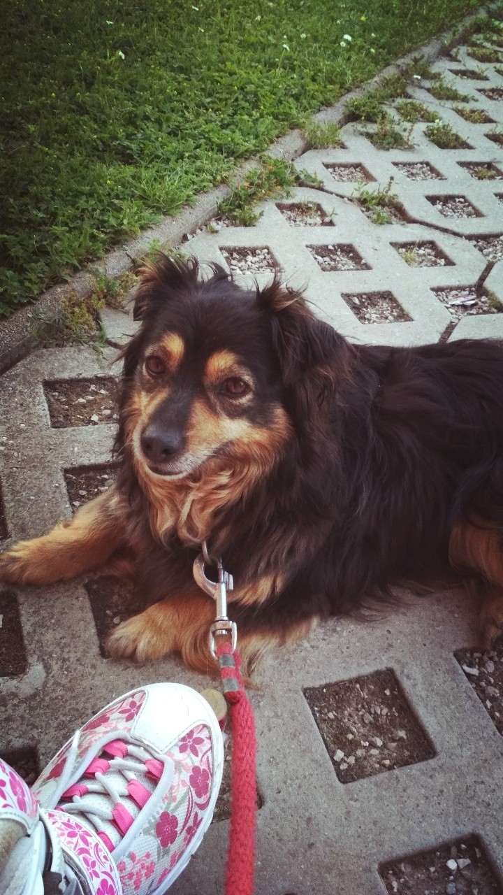 my dog