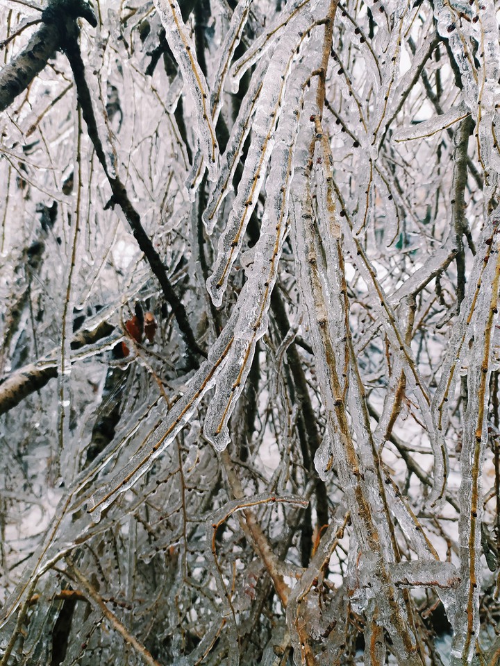 Broken tree