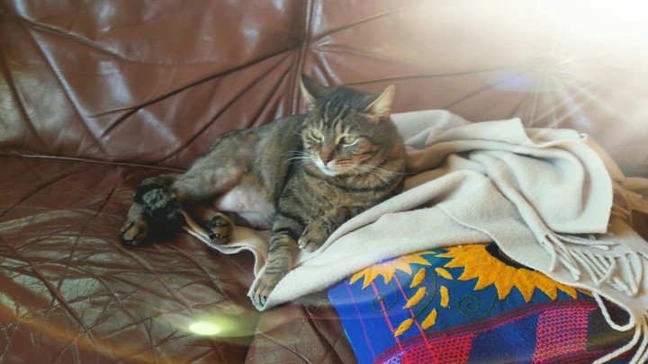 chat mignon