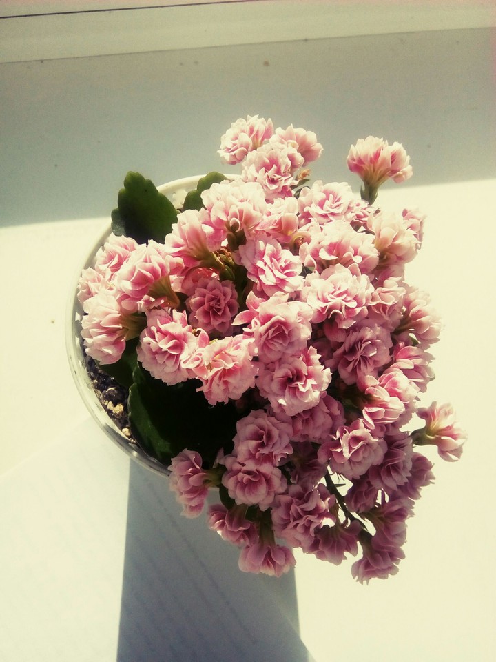 Цветок/Flower