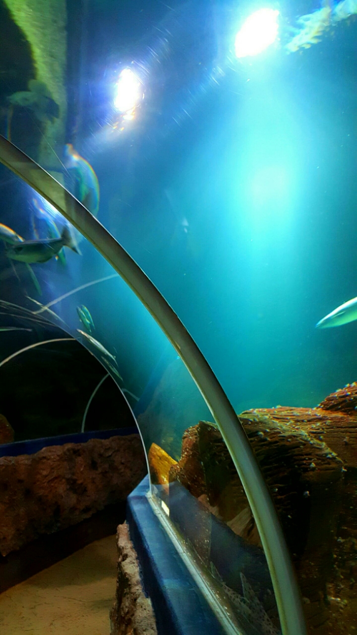 Wonderful ocean world