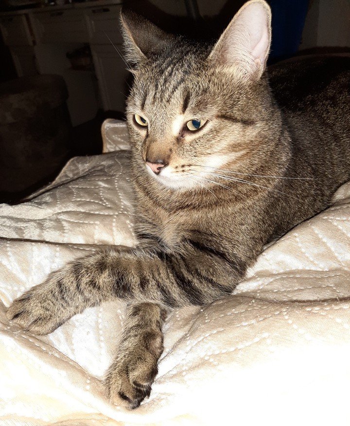 кот
