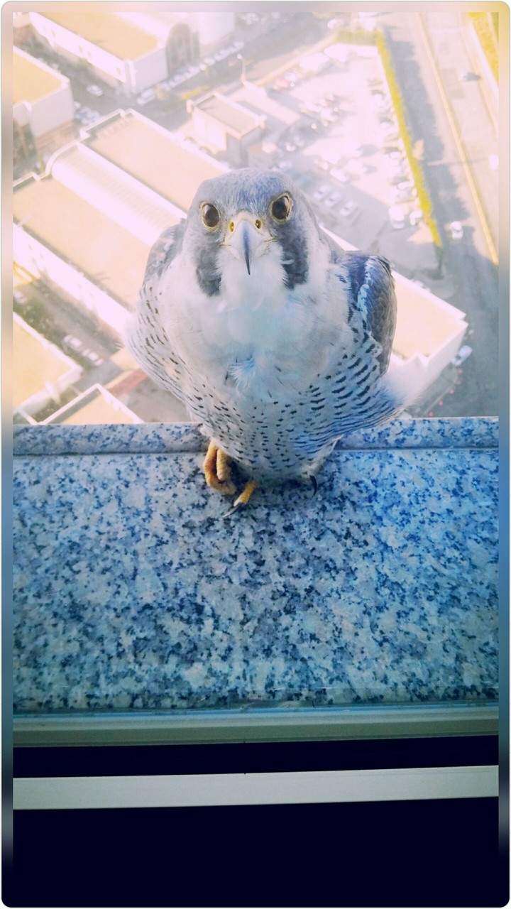 bird