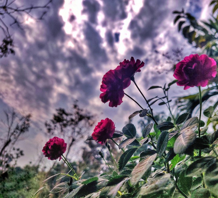 The Thunder Roses